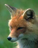 Bild vom Fuchs