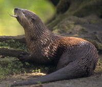 Bild vom Otter