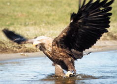 Bild vom Seeadler