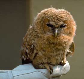 Ein Jungvogel sitzt auf einer Hand